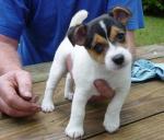 Quality male and female Jack Russell Terrier puppies for adoption   - Sell advertisement in London