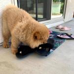 Chow chow puppies - Sell advertisement in Leicester