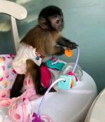 Google Approved Diaper Trained Capuchin & Marmoset Monkey. whatsapp me at: +44 7453 907158 - Sell advertisement in Liverpool