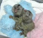 Adorable Cute baby pygmy marmoset monkeys for sale .whatsapp me at: +447418348600 - Sell advertisement in London