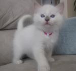 Gorgeous Gccf Ragdoll Kittens,..whatsapp me at: +447418348600 - Sell advertisement in London