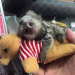 Pygmy Marmoset Monkey.whatsapp me at: +447418348600 - Sell advertisement in London