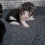 Main coon kittens - Sell advertisement in Swansea