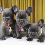 French bulldog puppies   - Sell advertisement in Exeter