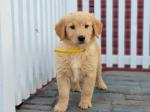 Beautiful Golden Retriever Puppies - Sell advertisement in Manchester