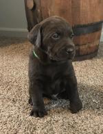 Chocolate Labrador Boys And Girl