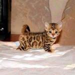 Bengal kittens - Sell advertisement in Coventry