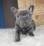 French bulldog puppies - Sell advertisement in London