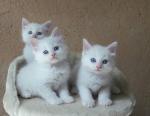 RAGDOLL BREED KITTY - Sell advertisement in London