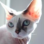 Devon rex - Sell advertisement in Colchester