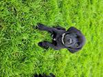 Kc working black labrador puppies  - Sell advertisement in Basildon