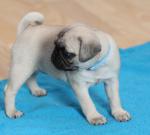 Beautiful Pug available Whatsapp/Viber +48785742139 - Sell advertisement in Edinburgh