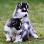 Excellent Siberian Husky Puppies Whatsapp/Viber (+306973610648) - Sell advertisement in London