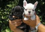 Beautiful Puppies French Bulldog. - Sell advertisement in Luton