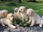 Lovely Golden Retriever puppies - Sell advertisement in London