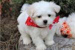 Maltese Puppies For Sale.whatsapp me at: +447418348600  - Sell advertisement in London