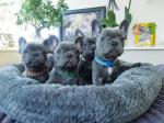 Pedigree French Bulldog puppies, KC registered.Whatsapp/Viber +48785742139 - Sell advertisement in Edinburgh