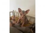 Teacup Sphynx kittens  - Sell advertisement in Liverpool