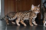 Beautiful Bengal kittens are available - Sell advertisement in London