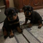 Rottweiler puppies - Sell advertisement in Blackpool