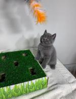 British Short hair kittens for free a new home - Sell advertisement in London