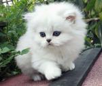 Stunning Lilac Colourpoint Persian Kitens,..whatsapp me at: +447418348600 - Sell advertisement in Edinburgh