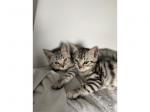 Beautiful bengal kittens available - Sell advertisement in Liverpool