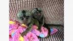 Capuchin/Marmoset monkeys for sale.Whatsapp/Viber +48785742139 - Sell advertisement in London