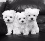 Maltese Puppies For Sale.whatsapp me at: +447418348600  - Sell advertisement in York