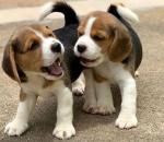 Beautiful Beagle Puppies...whatsapp me at:+44 7453 907158 - Sell advertisement in Liverpool