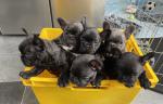 Stunning KC French Bulldog Puppies available - Sell advertisement in London