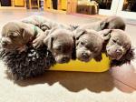 Stunning Litter Of Staff Pups - Sell advertisement in London