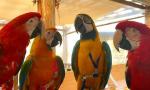 Tamed blue and gold macaw for sale - Sell advertisement in London