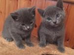 Full Pedigree Russian Blue Kittens,..whatsapp me at: +447418348600  - Sell advertisement in London