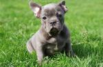 Blue French Bulldog Puppies Now Available. - Sell advertisement in London