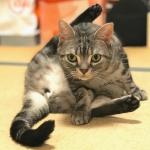 American shorthair kittens - Sell advertisement in Northampton