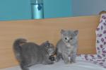 Stunning British Shorthair Kittens,..whatsapp me at: +447418348600 - Sell advertisement in Dundee