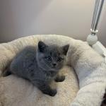 British shorthair kittens - Sell advertisement in London