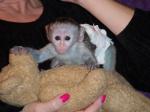 Capuchin/Marmoset monkeys for sale.Whatsapp/Viber +48785742139 - Sell advertisement in London