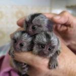 Pygmy Marmoset and capuchin Monkeys. - Sell advertisement in Manchester