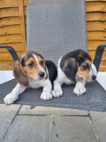 Beautiful Beagle Puppies...whatsapp me at: +447418348600 - Sell advertisement in Coventry